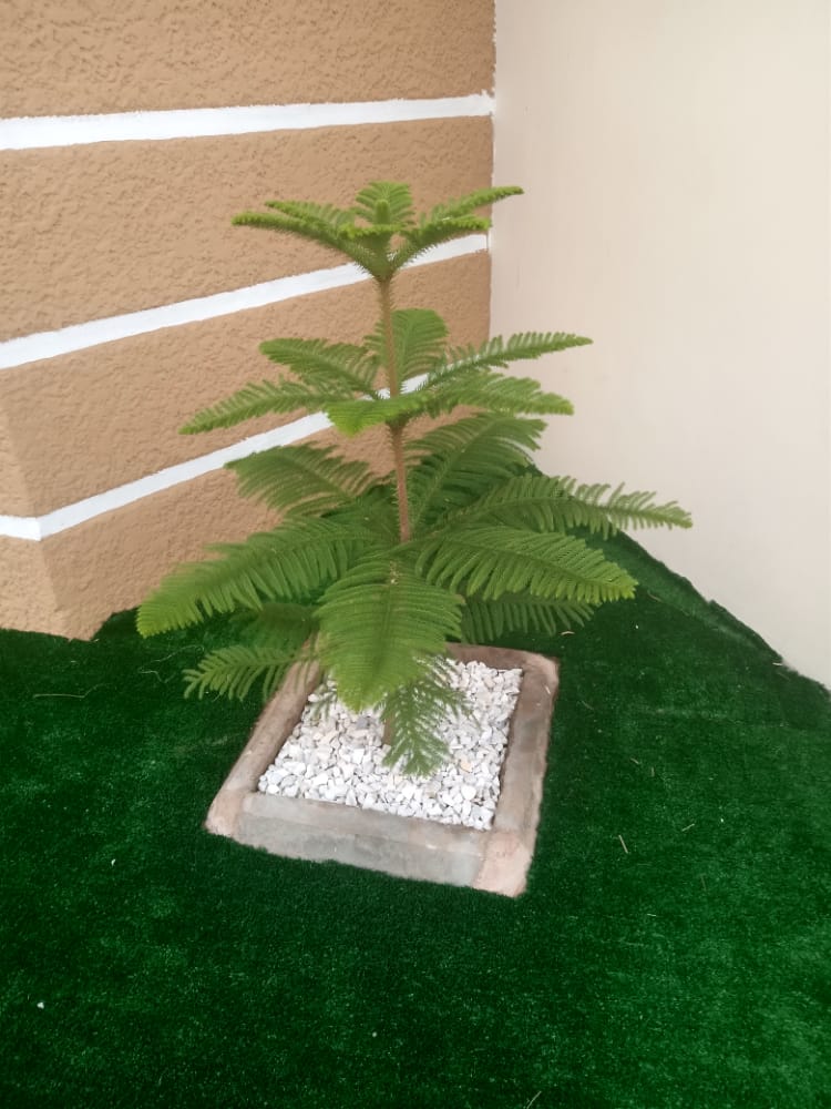 IsahDallatu's tweet photo. Happy new month! 🎉🌿 May July bring growth, prosperity, and beautiful blooms to your life!  Get all the best seedlings and landscaping needs met with Nature Nest! 🌳💚 

REPOST🙏🏾

#NatureNest #Landscaping #Seedlings #Garden #Plants #Fruits #Trees  #gardening #NewMonth #JULY https://t.co/okPEGnFAvn