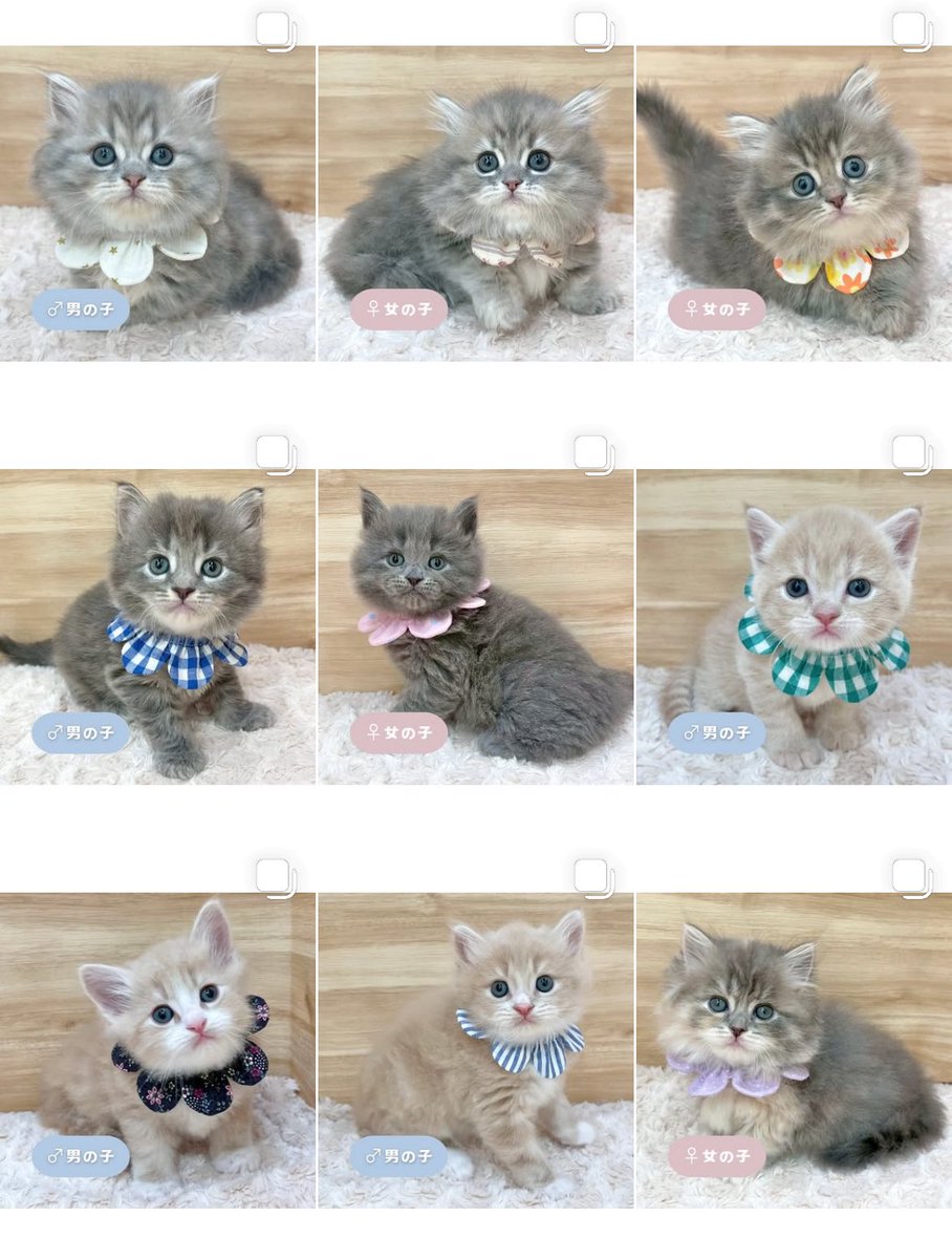ð«§ æç¥ã®ç«ã¡ããå°éïŸïŸïŸïœ°ïŸïŸïœ° ð«§ (æ ª)LEGARE (@legaremeow) on Twitter photo ããã«ã¡ã¯ðŒ
ã
€
â«ïžInstagramïŒåç«ã¡ããäžèЧïŒ
â«ïžã¿ããªã®åç«ããªãŒããŒ
ã
€
æŽæ°ããŸããâ
ã
€
ãããããããã£ãŒã«ã®ãªã³ã¯ããã¢ã¯ã»ã¹ãã§ããŸãã®ã§ïœ€ãã²ã確èªãã ããð±âš
#ç«å¥œããããšç¹ãããã
#ç« #ãã
#ç«ã®ããæ®ãã ããã«ã¡ã¯ðŒ
ã
€
â«ïžInstagramïŒåç«ã¡ããäžèЧïŒ
â«ïžã¿ããªã®åç«ããªãŒããŒ
ã
€
æŽæ°ããŸããâ
ã
€
ãããããããã£ãŒã«ã®ãªã³ã¯ããã¢ã¯ã»ã¹ãã§ããŸãã®ã§ïœ€ãã²ã確èªãã ããð±âš
#ç«å¥œããããšç¹ãããã
#ç« #ãã
#ç«ã®ããæ®ãã