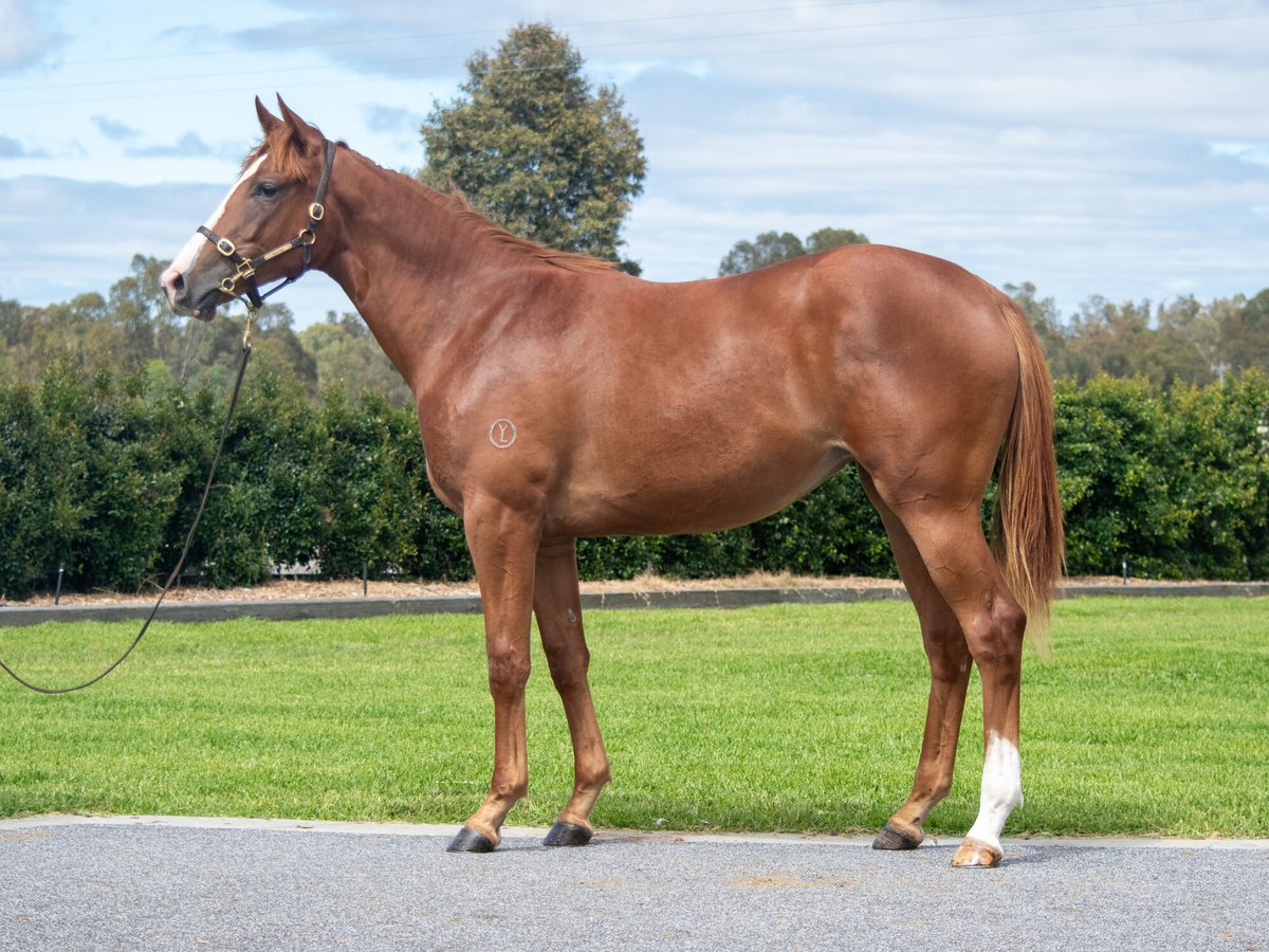 PRIME THOROUGHBREDS (@joefromprime) on Twitter photo Miss Lyra by <a href="/YulongInvest/">Yulong Investments</a> Lucky Vega heads to the <a href="/TasracingAus/">Tasracing Australia</a> Sire's Produce Stakes in Hobart for <a href="/TrinderAdam/">Trinder Racing</a> She was highly impressive winning her maiden at only her 2nd start. Looks a great buy at just $40,000 from the <a href="/inglis/">edwin alonzo</a> Classic Sale <a href="/mitchellbstock/">Mitchell Bloodstock</a> Miss Lyra by <a href="/YulongInvest/">Yulong Investments</a> Lucky Vega heads to the <a href="/TasracingAus/">Tasracing Australia</a> Sire's Produce Stakes in Hobart for <a href="/TrinderAdam/">Trinder Racing</a> She was highly impressive winning her maiden at only her 2nd start. Looks a great buy at just $40,000 from the <a href="/inglis/">edwin alonzo</a> Classic Sale <a href="/mitchellbstock/">Mitchell Bloodstock</a>