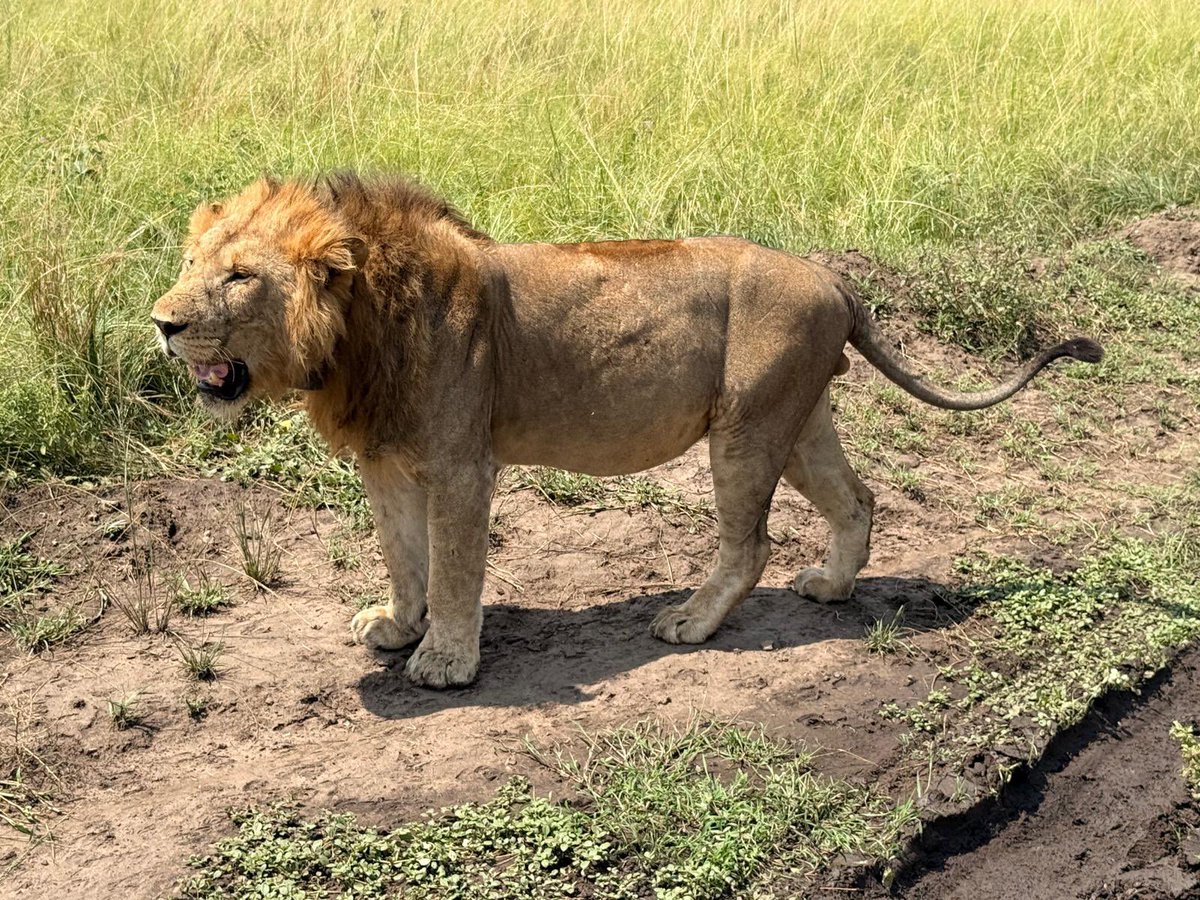 Just spotted the majestic lion in Queen Elizabeth National Park in Uganda! These big cats are lazing around in fig and acacia trees, offering breathtaking views. #QueenElizabethNationalPark #UgandaWildlife
#Explore Uganda
