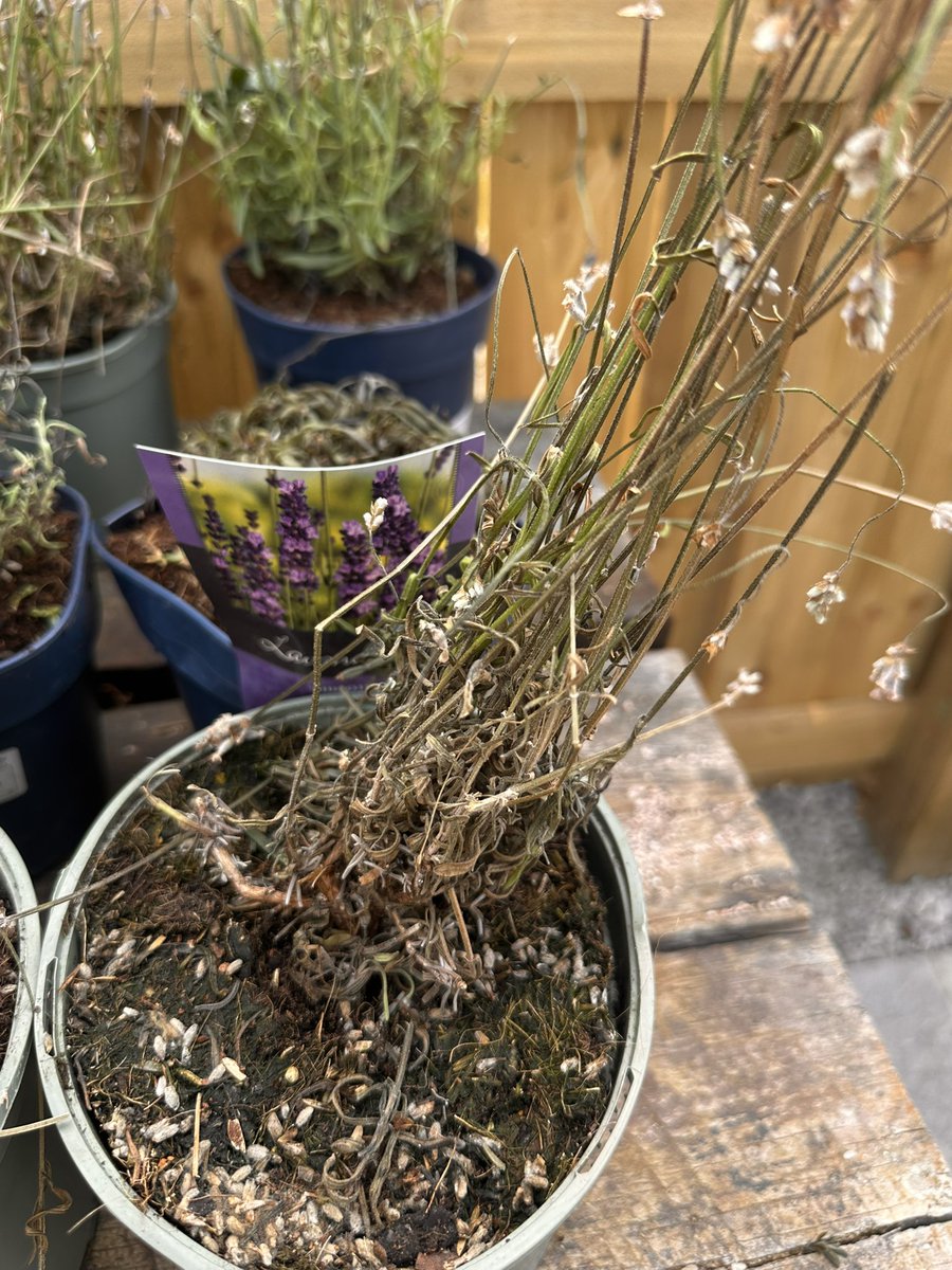 NickHedges4's tweet photo. @GardeningExpres what to expect.potted twigs with lavender labels on https://t.co/zbXtVKXAS9