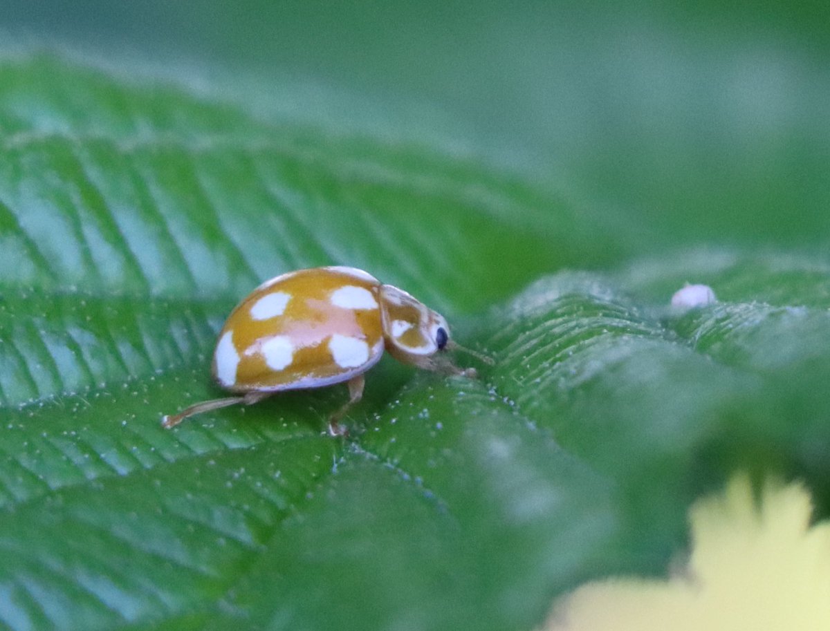 Klein maar heel fijn, het #tienvleklieveheersbeestje. Wist je dat er wel 60 soorten in NL zijn? Hier in het boerenland vond ik al 17 soorten en er zijn vast meer. Deze was een bijvangst (onder de emmerrand) van de nachtvlindermonitoring #BIMAG

#insectenopdeboerderij 🐄🐞
#kevers