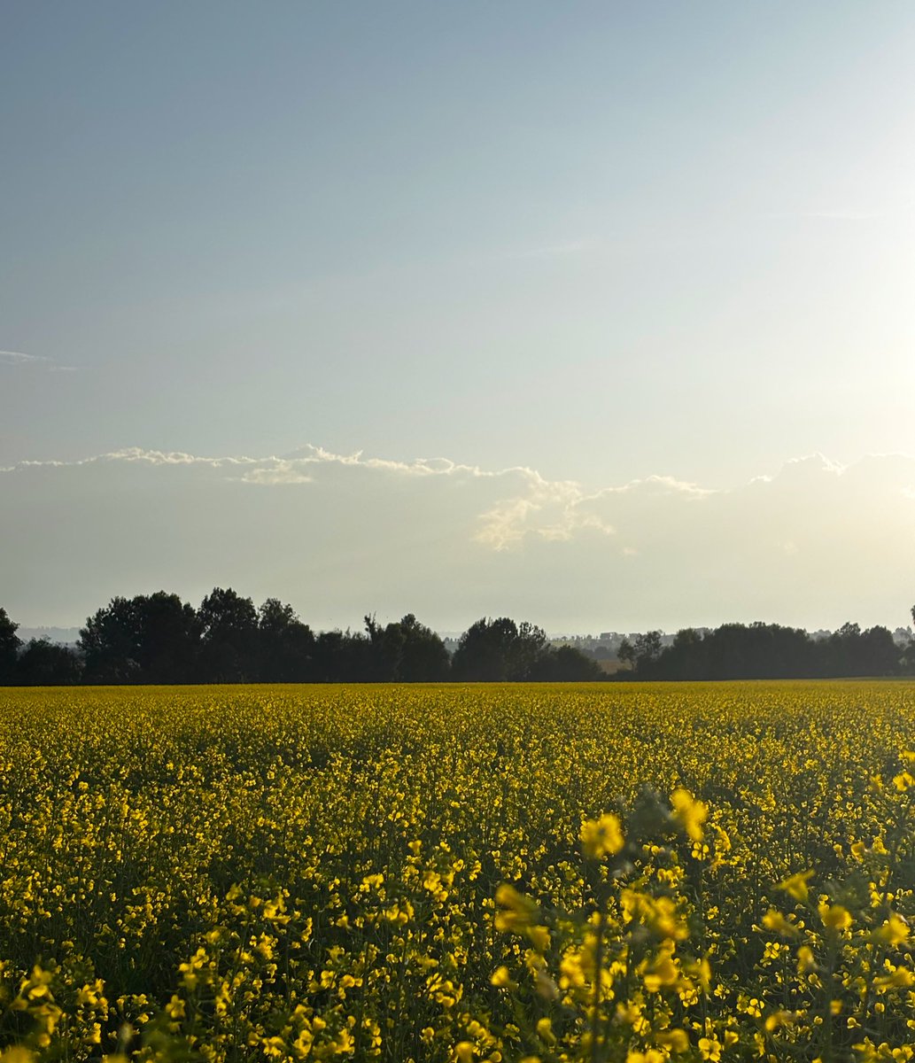 That period before the harvest season is very grounding, you get to witness nature doing its magic. Your efforts or lack of it, are also in full display. We are always in dialogue with nature.