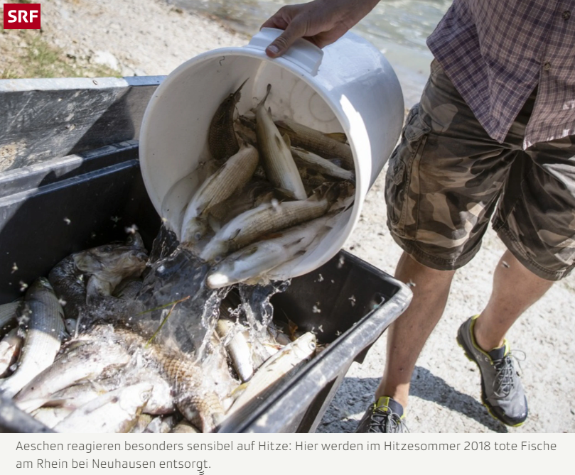 Am Sonntag überschritt die #Aare die maximal erlaubte Temperatur von 25°C. Die Drosselung um 50% war der erste Schritt für das #AKW #Beznau.

Forellen und Aeschen in Gefahr
Mehrere Umweltverbände und der🇨🇭Fischereiverband haben Einsprache erhoben gegen die Vorschläge der Axpo.
2/
