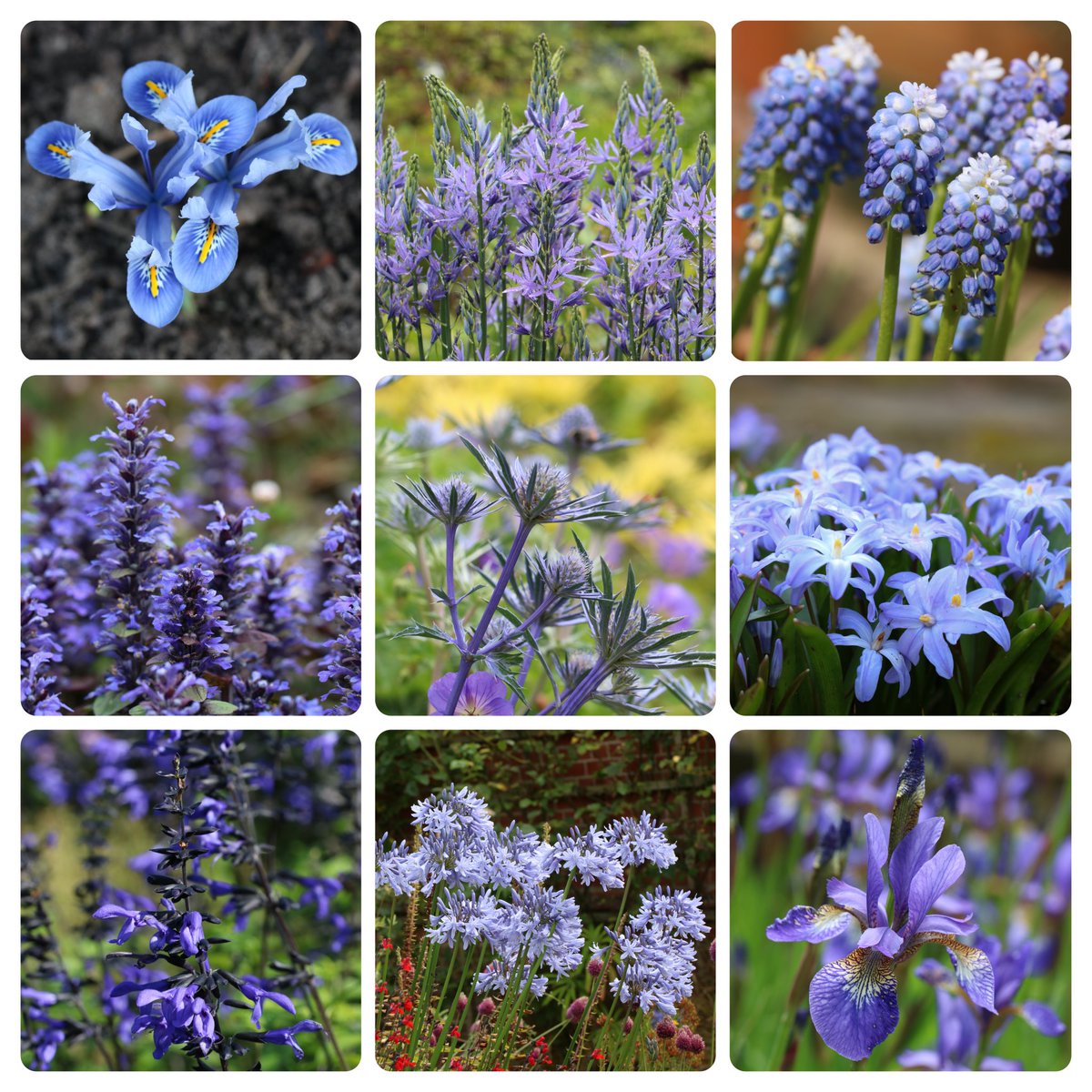 a1isonmoore's tweet image. Four seasons of #TuesdayBlue to cool us in the mini heatwave #GardeningX 💙
