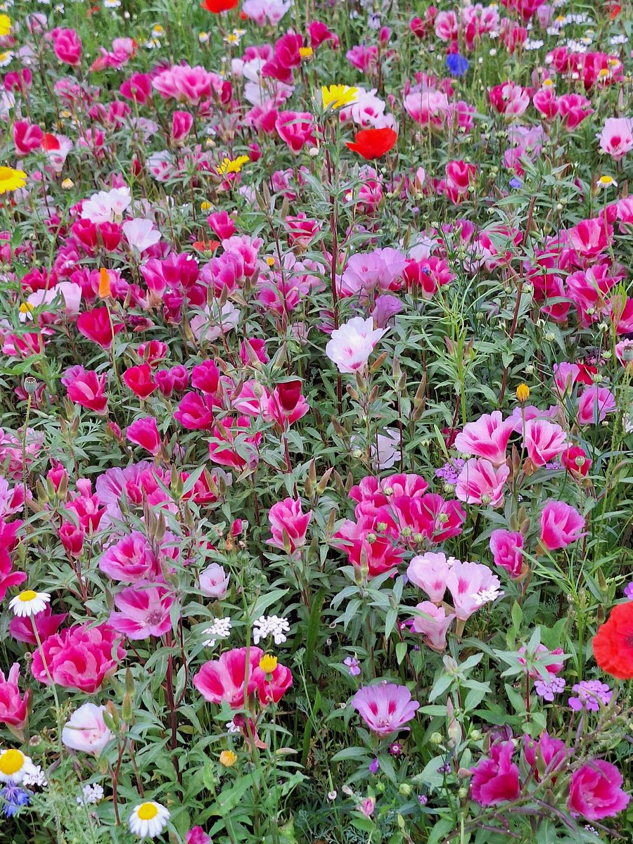 CommsCollab's tweet photo. @Uni_Lancashire @UCLanHealth The wildflower garden just gets better and better 🥰 https://t.co/n1pOK7S5pL