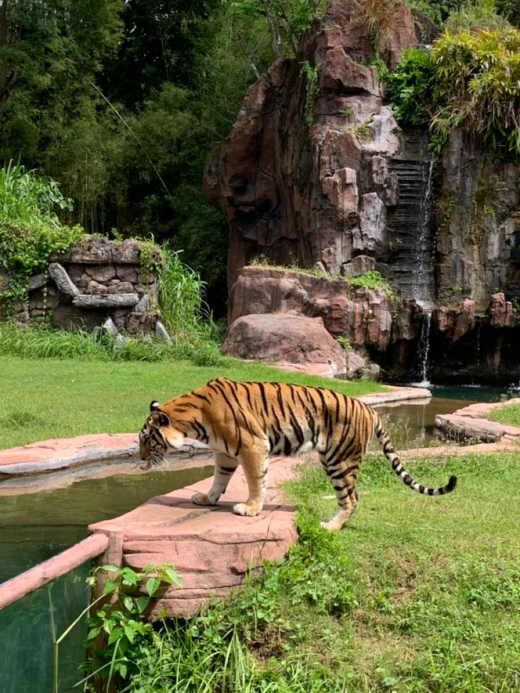minnapetals's tweet photo. Bali zoo https://t.co/cd1ZQ2j9y6