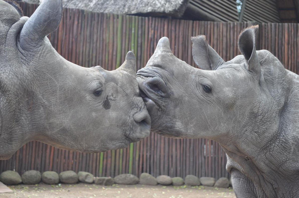 HAPPY 16th birthday to our very special Thabo. 
Those who met Thabo or read about him in the books of Thula Thula know his unique story and have fallen in love with our orphan rhino, rescued at one day old. 
A true survivor. 
Protected 24/7 by our APU. 
 thulathula.com/conservation