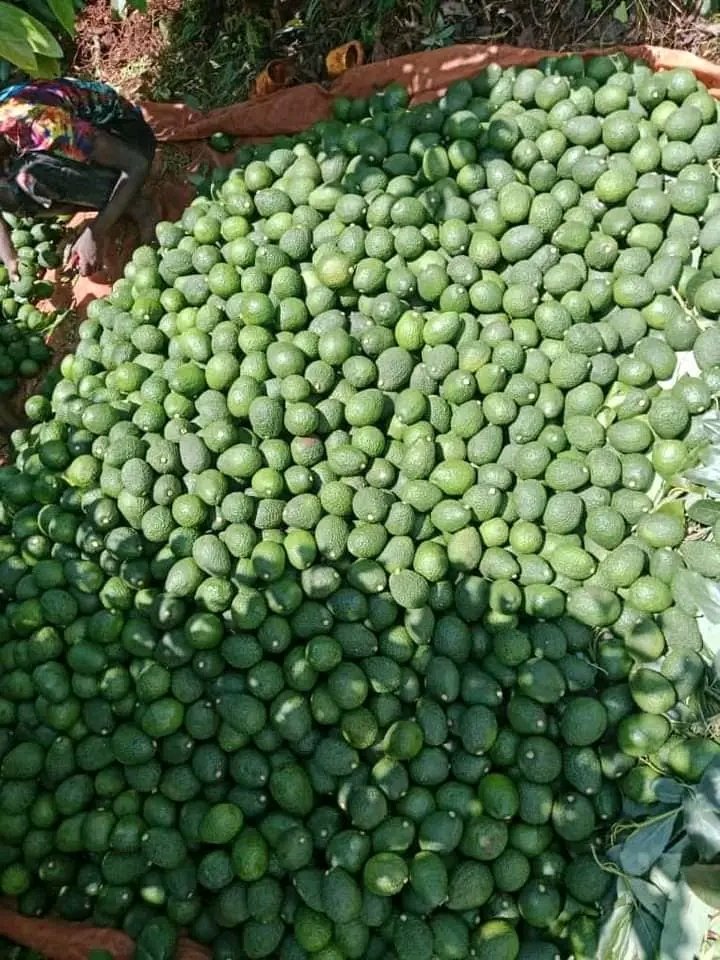 made in uganda online ltd tweet media