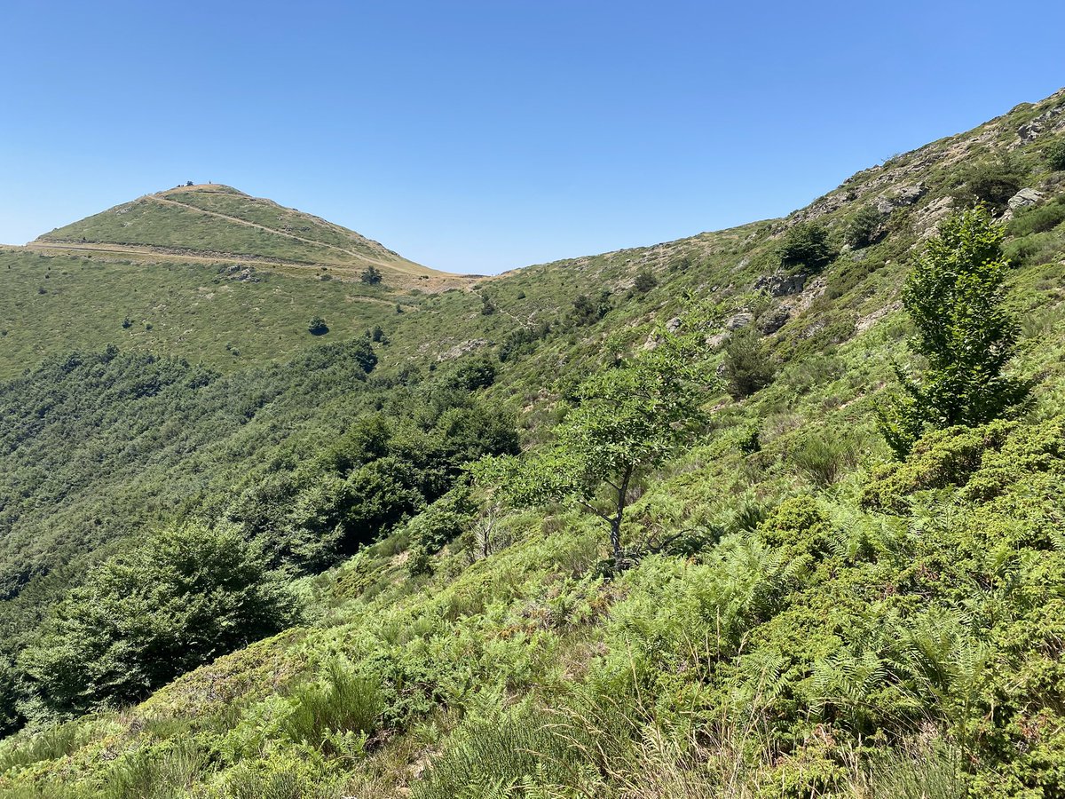 Pere Alzina (@beyondbcn) on Twitter photo L'argentada de muntanya (Speyeria aglaja) és una de la papallones més abundants a les landes, prats i clarianes a les fagedes del #Montseny. Espècie univoltina típica d'àrees obertes, als prats alpins i a la muntanya mitjana. Algunes poblacions són en regressió...<a href="/catalanbms/">Catalan Butterfly Monitoring Scheme - CBMS</a> L'argentada de muntanya (Speyeria aglaja) és una de la papallones més abundants a les landes, prats i clarianes a les fagedes del #Montseny. Espècie univoltina típica d'àrees obertes, als prats alpins i a la muntanya mitjana. Algunes poblacions són en regressió...<a href="/catalanbms/">Catalan Butterfly Monitoring Scheme - CBMS</a>
