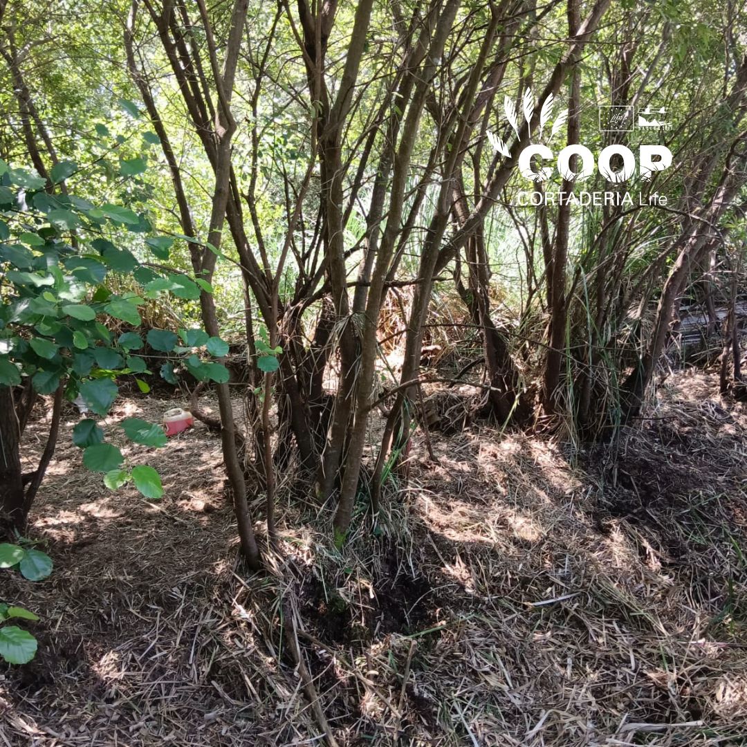 stopcortaderia's tweet image. 🌿 COOP brigades from @AmprosCantabria keep working hard in Mogro 💪
They're removing pampas grass, even where it grows among native trees 🌳 — taking special care to protect biodiversity.
🔥 In this heat, shade is our best ally! 😅🌤️
#LIFEprogramme #Natura2000 #CoopCortaderia