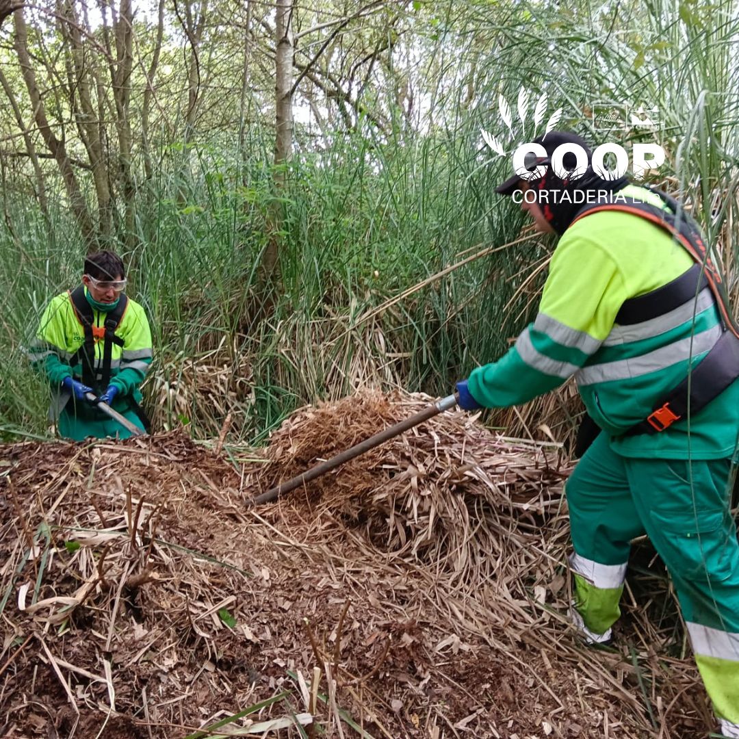 stopcortaderia's tweet image. 🌿 COOP brigades from @AmprosCantabria keep working hard in Mogro 💪
They're removing pampas grass, even where it grows among native trees 🌳 — taking special care to protect biodiversity.
🔥 In this heat, shade is our best ally! 😅🌤️
#LIFEprogramme #Natura2000 #CoopCortaderia