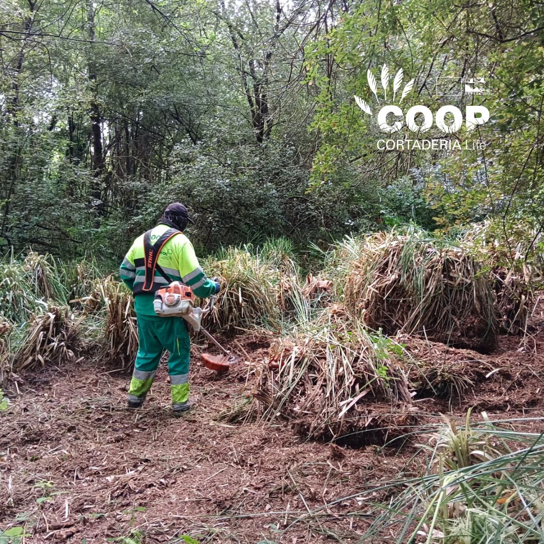 stopcortaderia's tweet image. 🌿 COOP brigades from @AmprosCantabria keep working hard in Mogro 💪
They're removing pampas grass, even where it grows among native trees 🌳 — taking special care to protect biodiversity.
🔥 In this heat, shade is our best ally! 😅🌤️
#LIFEprogramme #Natura2000 #CoopCortaderia