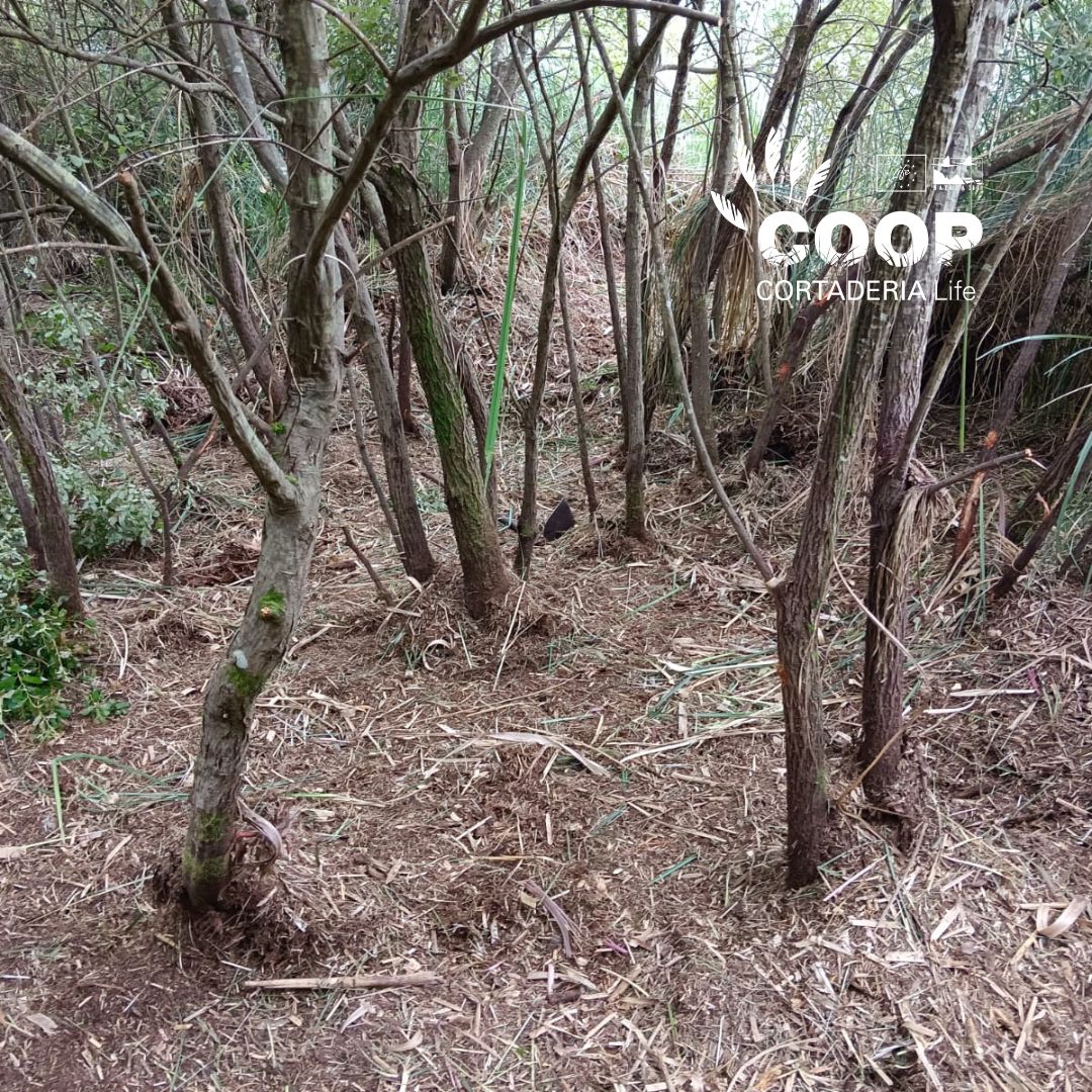 stopcortaderia's tweet image. 🌿 COOP brigades from @AmprosCantabria keep working hard in Mogro 💪
They're removing pampas grass, even where it grows among native trees 🌳 — taking special care to protect biodiversity.
🔥 In this heat, shade is our best ally! 😅🌤️
#LIFEprogramme #Natura2000 #CoopCortaderia
