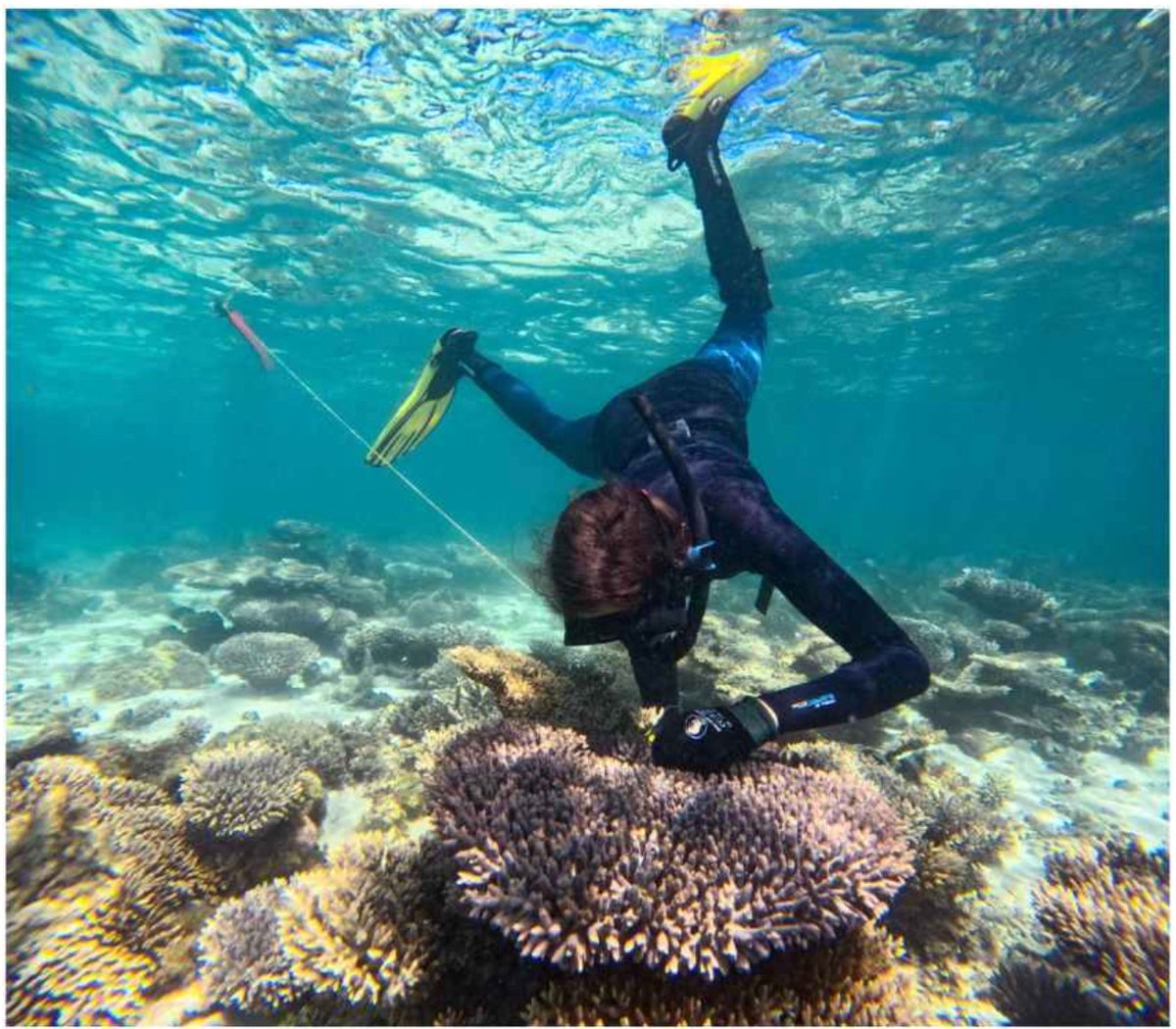 Dr. Kate Quigley (@la__cientifica) on Twitter photo New on <a href="/biorxiv/">biorxiv</a>! 🔬 Our study on Ningaloo Reef shows selective breeding can boost heat tolerance, even over small distances! A promising tool, BUT we must address climate change emissions & boost ocean protection biorxiv.org/content/10.110… <a href="/minderoo/">Minderoo Foundation</a> <a href="/uwaoceans/">UWA Oceans Institute</a> <a href="/jcu/">James Cook Uni</a> @UniBremen <a href="/TAMU/">Texas A&M University</a> New on <a href="/biorxiv/">biorxiv</a>! 🔬 Our study on Ningaloo Reef shows selective breeding can boost heat tolerance, even over small distances! A promising tool, BUT we must address climate change emissions & boost ocean protection biorxiv.org/content/10.110… <a href="/minderoo/">Minderoo Foundation</a> <a href="/uwaoceans/">UWA Oceans Institute</a> <a href="/jcu/">James Cook Uni</a> @UniBremen <a href="/TAMU/">Texas A&M University</a>