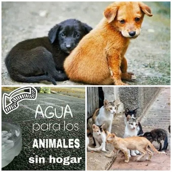 #FelizMartes 
Únete y difunde imágenes y hashtag 
#AguaParaLosAnimales
¡Ellos también necesitan agua! 
Coloca  recipientes y bebederos con agua  para los animales 
Exige a tu ayuntamiento 
habilitar fuentes y bebederos para que no mueran de sed