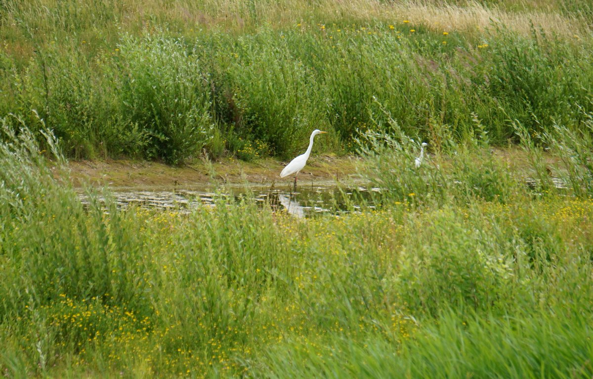 Whilst I was at Broom (GLE) on Saturday morning this Great White Egret with a coloured ring showed up.