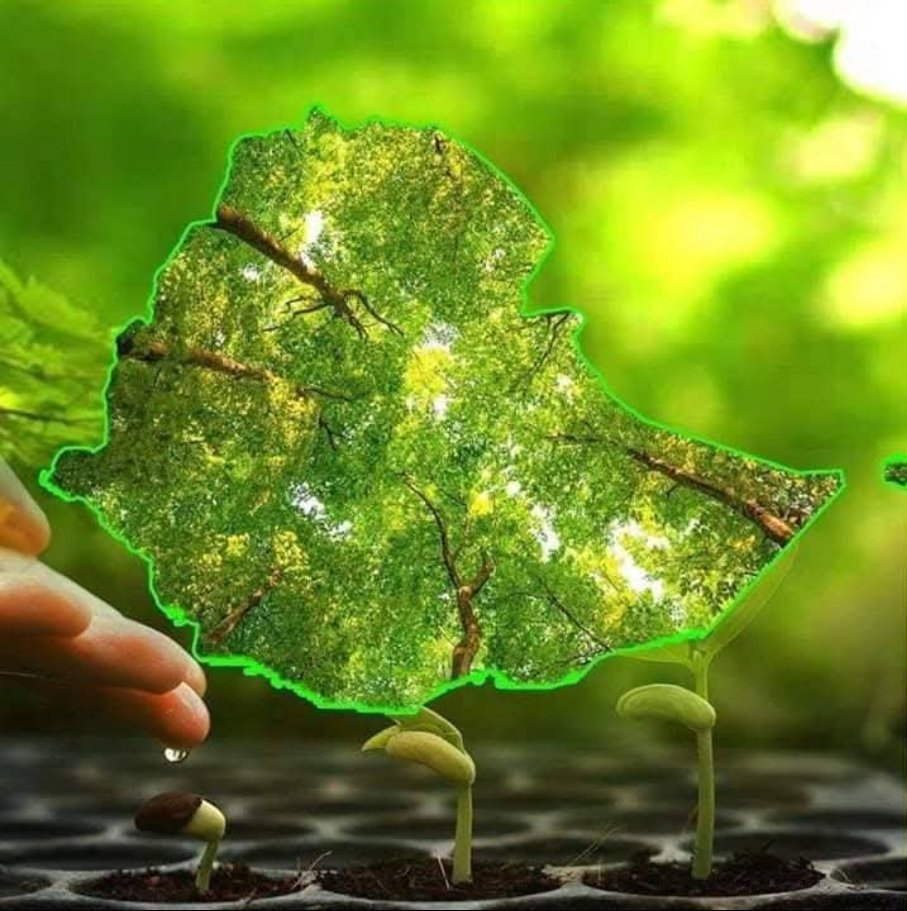 BekeleAsmelash's tweet photo. Going green is not just a trend; it’s the only way forward.#GreenLegacy #Ethiopia #RenewalThroughPlanting #AcceleratingActionTogether @gulf_news @UAEClimate https://t.co/9F8iMyzGR4