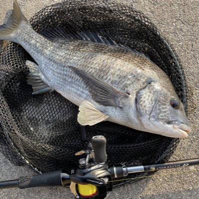 チヌッター (@LA2LEoHe5SX4Dc8) / Posts / X