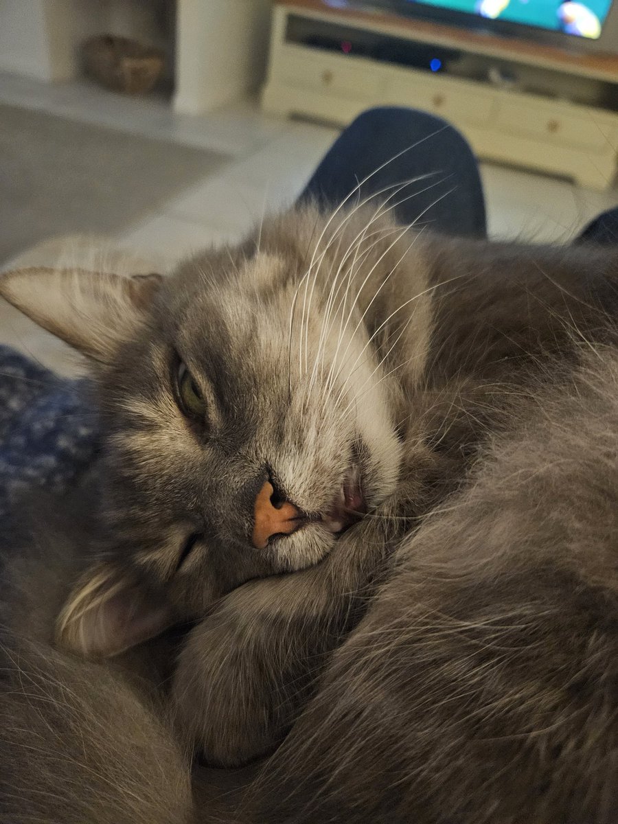 millyfromoz's tweet image. I&apos;m trying really hard to do a little blep, but it just isn&apos;t happening ! 
Happy #TongueOutTuesday to all my frens 💙