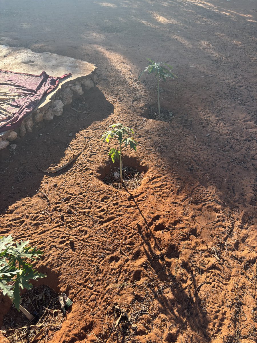 On a scientific mission as a consultant for <a href="/DeafalONG/">Deafal ONG</a> and #SSCh, studying how to improve #waterharvesting in natural depressions in #Madagascar. It can be improved with #Roadwaterharvesting: lnkd.in/dHx7zTHp
