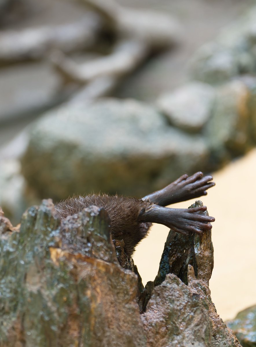 豚カワウソ！ 可愛い嘘のカワウソ』ぬんちわ タオルハンカチ – タオル美術館公式