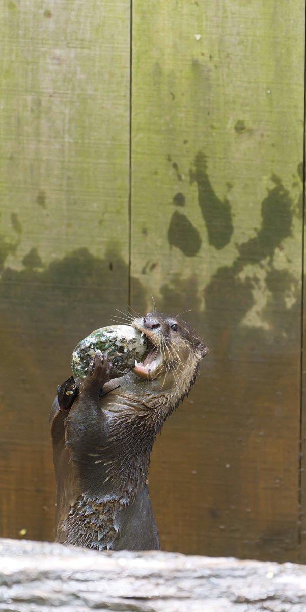 豚カワウソ！ コツメカワウソ #aonyxcinerea #asiansmallclawedotter