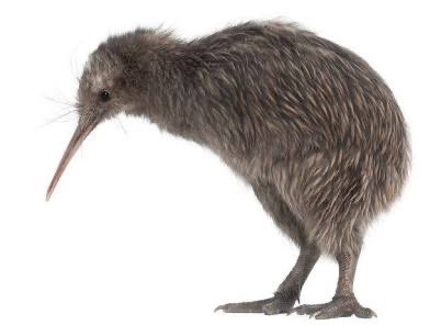 AnhHills's tweet photo. @Lesbian_K1tty Here. Have a png of a kiwi for no reason… https://t.co/gYEvJ84Ufr
