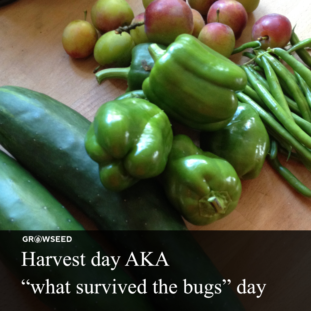 Growseed tweet media