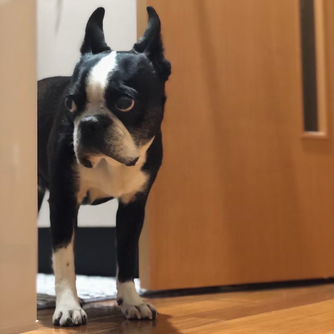 Psychobox_LAB's tweet photo. 明日の水曜日は定休日♪ 🥺
・
#Psychobox #サイコボックス #PsychoboxLAB
#bostonterrier #ボストンテリア
#Muu #むー #MuuForever #dog
#fashion #ファッション
#selectshop #セレクトショップ #米子セレクトショップ
#米子 #米子市 #松江 #鳥取 #出雲 https://t.co/hwdeeRQj3Q