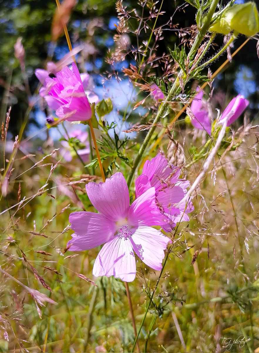 Musk mallow (Malva moschata Rosea)
It is a charming perennial, it bears, in summer, many pink flowers with a very natural appearance and musky smell that bloom from June to October.
Photo taken in the department of the territory of Belfort(90)Danjoutin, France 2025📸