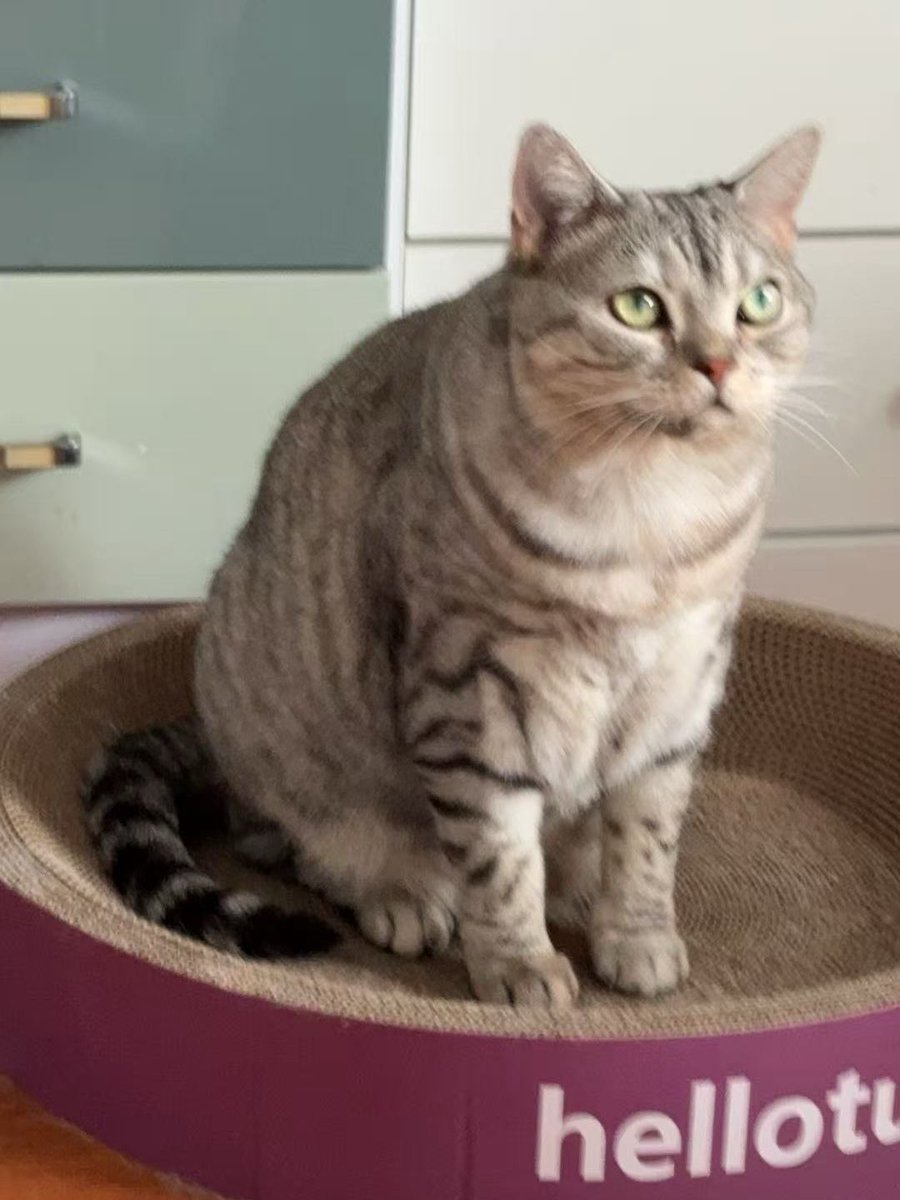 可怜的胖宝宝૮ o̴̶̷᷄ ·̫ o̴̶̷̥᷅ ა