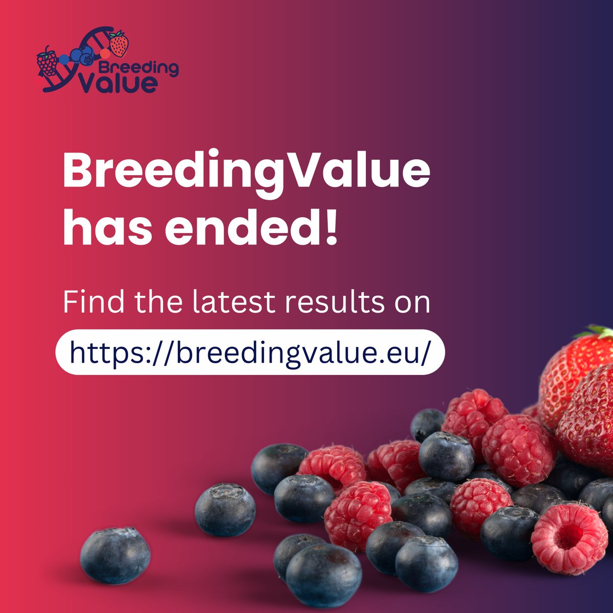 BreedingValue's tweet image. Yesterday, the BreedingValue project ended after 4 &amp;amp; a half years of research. 🫐🍓

Check our website &amp;amp; newsletter for the results!
💻 breedingvalue.eu/results/
📨 breedingvalue.eu/newsletter/