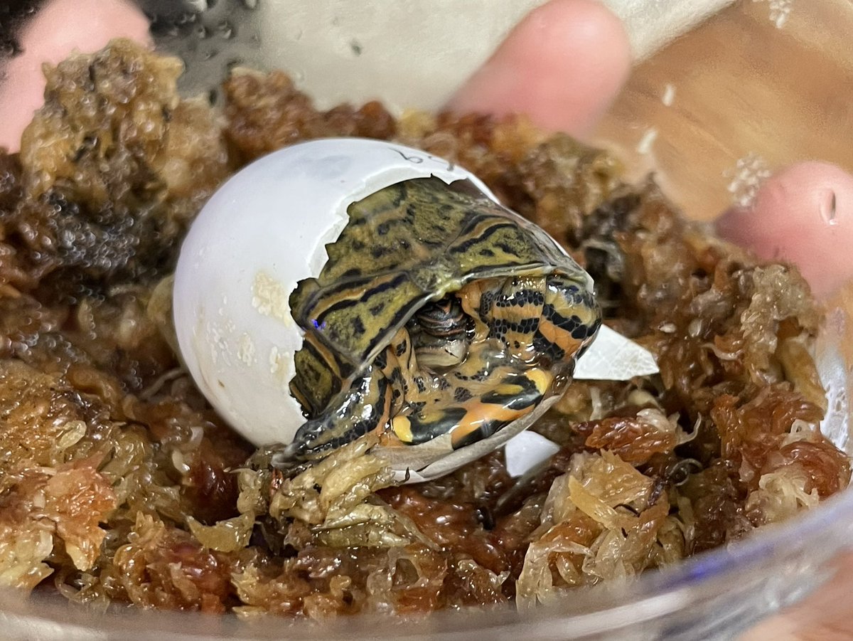 マニは2ヶ月ぶりのハッチ🐣