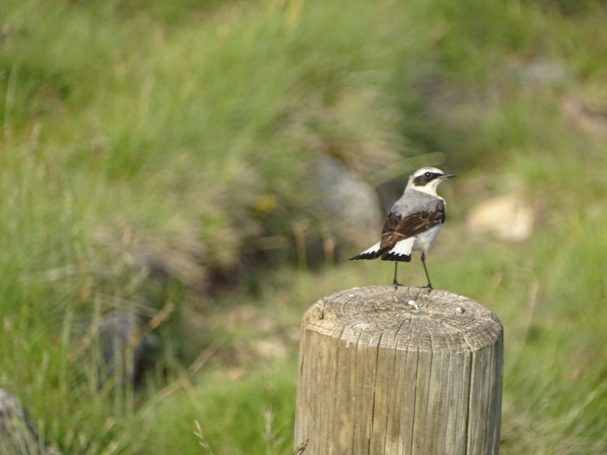 Resumen del finde en Gredos: Ruiseñor pechiazul, Bisbita alpino, Acentor común y Collalba gris