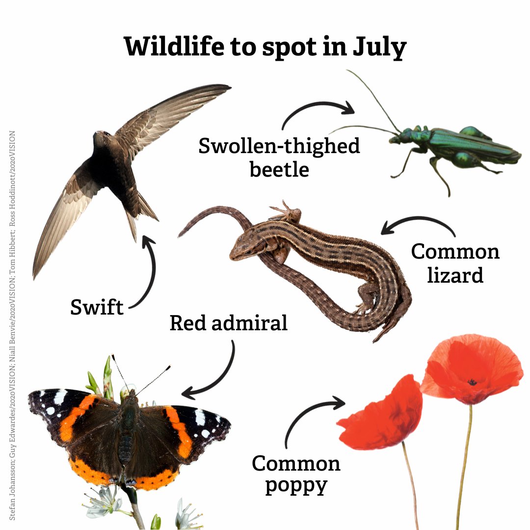 July is here! 🌞

Time to look out for swifts, red admirals, common lizards and more. Have you spotted any of these seasonal stars yet? 👀🦋🦎