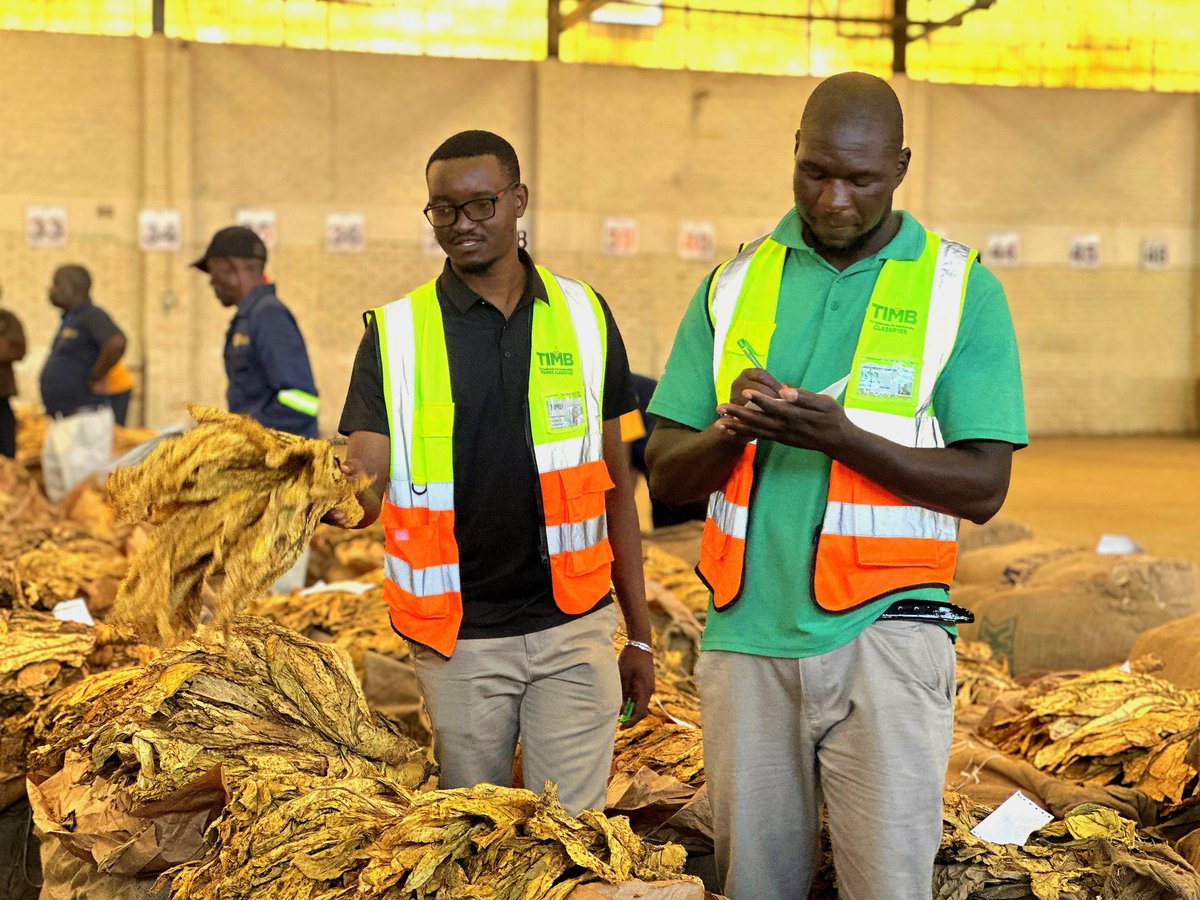 #DidYouKnow? With Tobacco, farmers have the right to reject the price offered for their crop and appeal for a fairer value. 💡

This ensures transparency, farmer empowerment and a fairer marketing system. Get help from TIMB Arbitrators and Sales Supervisors who are at every