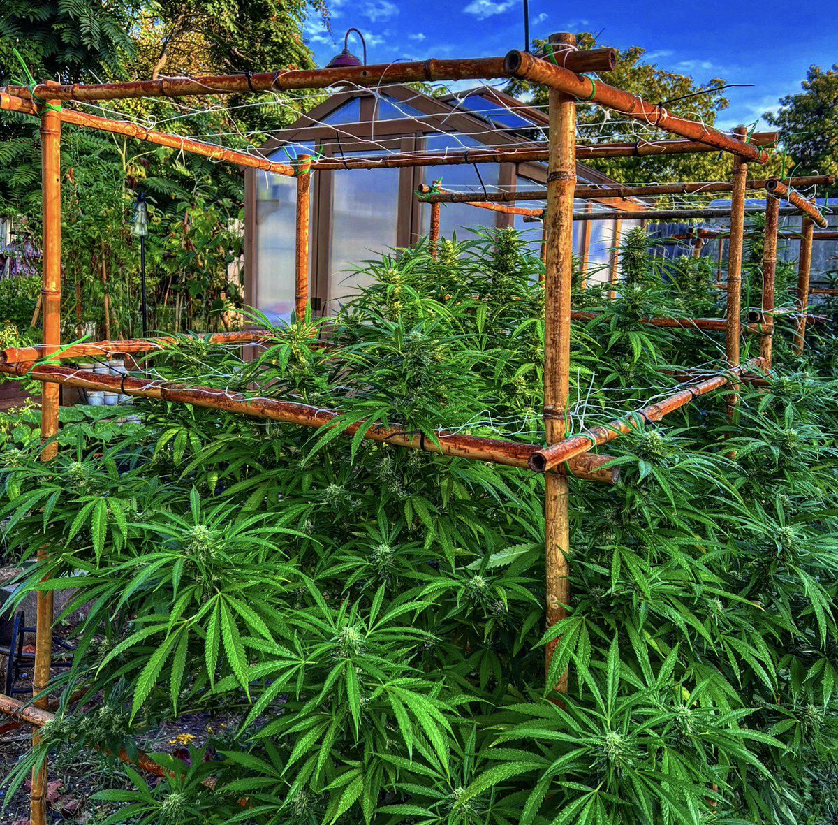 Cannabis Queenpin 💁‍♀️