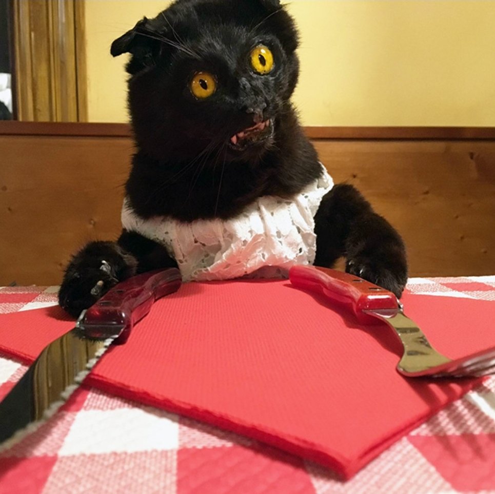 CrapTaxidermy's tweet image. "Karen, I didn't ask for your life story, I asked for breakfast."