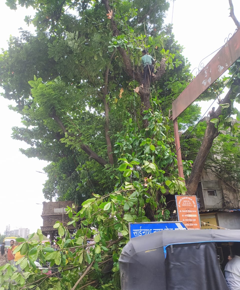 Ask you <a href="/mybmc/">माझी Mumbai, आपली BMC</a> There was no need to cut it, it wasn't bothering anyone 
#Ghatkopar
#TreePlantation
#tree #nature #BMC
#politicians
We just lost Greenery