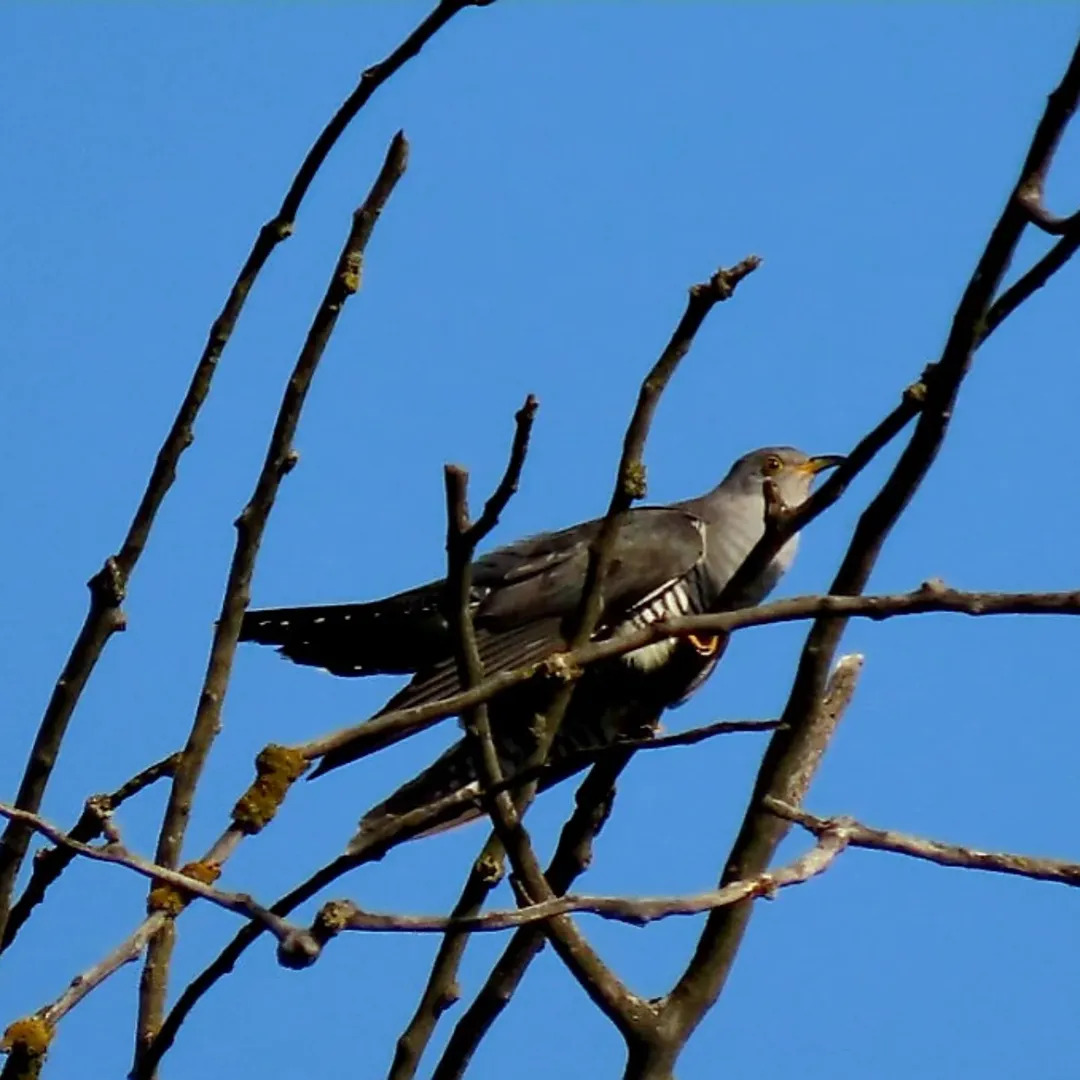 El cucut (𝘊𝘶𝘤𝘶𝘭𝘶𝘴 𝘤𝘢𝘯𝘰𝘳𝘶𝘴) es troba en gran diversitat d'hàbitats 🌾 És una au insectívora, però sense dubte el que més la caracteritza són els seus peculiars hàbits de reproducció, basats en el parasitisme 🐣

📸 lux_alba_
#TerresdelEbre #Birdwatching