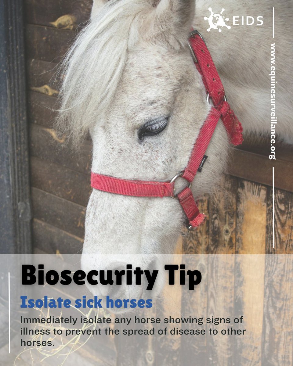 🎖️This week, EIDS is back with another crucial biosecurity tip for you. 
Here is Tip Number 6:  Isolate Sick Horses 
Immediately isolate any horse showing signs of illness to prevent the spread of disease to other horses.
For more info see Facebook post: facebook.com/EquineInfectio…