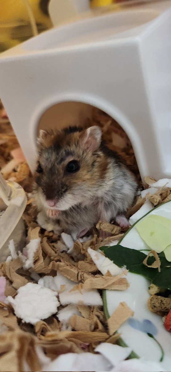 『てやんでぃ❕ﾃﾞﾁｯ‼️』暑くてやってられないのﾃﾞﾁｯ‼️なまーぶるさん😂