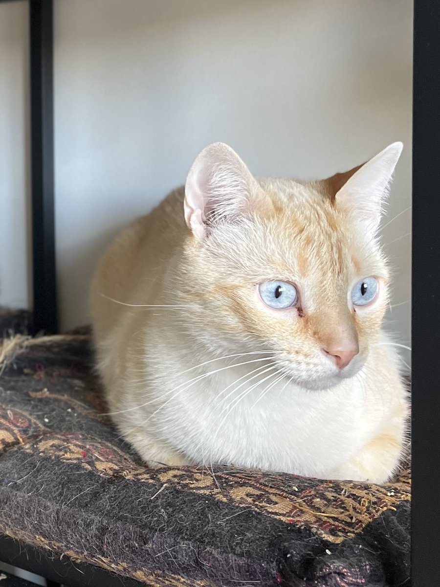 Le chat de mon copain s'est perdu il y a 2 jours..  

Villeurbanne quartier buers

Il est pas du tout craintif et peut suivre n'importe qui

Poils court beige tigré
Yeux bleus 
Grand et fin
Pucé