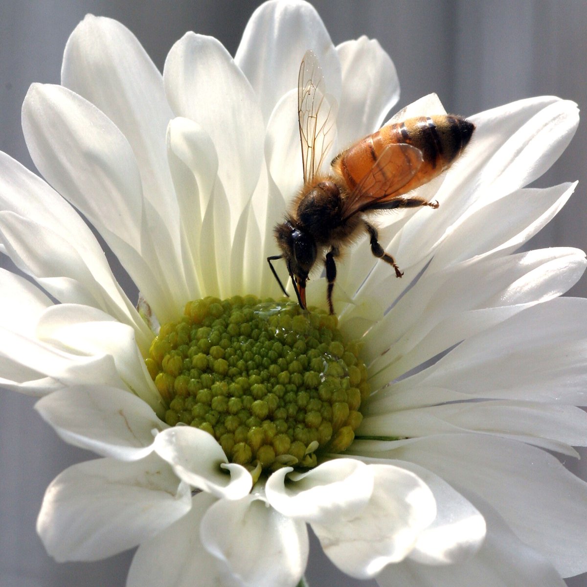 Our #SpecialIssue on 'The role of #epigenetics in insects in changing environments' has been summarised as a <a href="/RoyEntSoc/">Royal Entomological Society</a> #ResearchHighlight!

See more here ⬇️
royensoc.co.uk/news/the-role-…

Or read the issue! 📰
resjournals.onlinelibrary.wiley.com/toc/13652583/2…