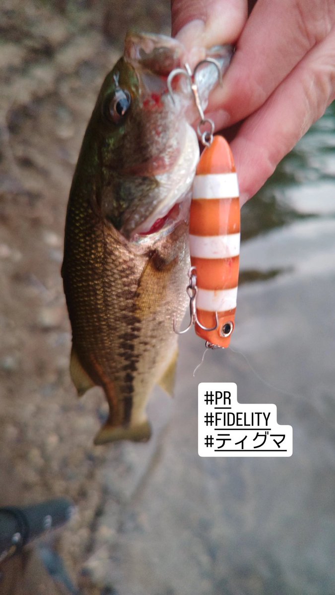 ozaki_garyu's tweet photo. トップウォーター縛り
オチビ祭りですが、やはりトップは楽しい👍
#PR #136glass #136偏光サングラス #シューユウ #眼鏡の聖地鯖江
#FIDELITY #フィデリティー
#PLIABLE68ul #プライアブル68UL #ティグマ #ジップベイツ #スキニーポップjr. https://t.co/6dzVaZgX5V