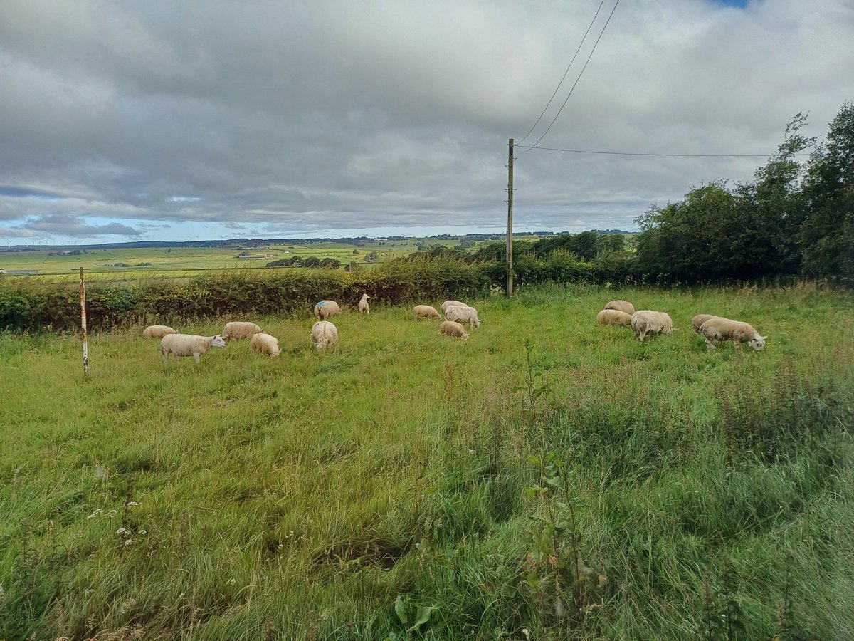 When your mum asks for her garden grass to be cut....20 odd sheep are supplied as the lawnmower(s)