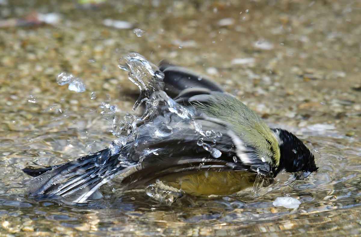Dit vinden de vogels fijn, een verkoelend bad.

<a href="/BoswachterFrans/">Frans Kapteijns</a> <a href="/vogelnieuws/">Vogelbescherming NL</a> <a href="/Sovon/">Sovon Vogelonderzoek Nederland</a> #wddommel <a href="/waarneming/">Waarneming.nl</a>
