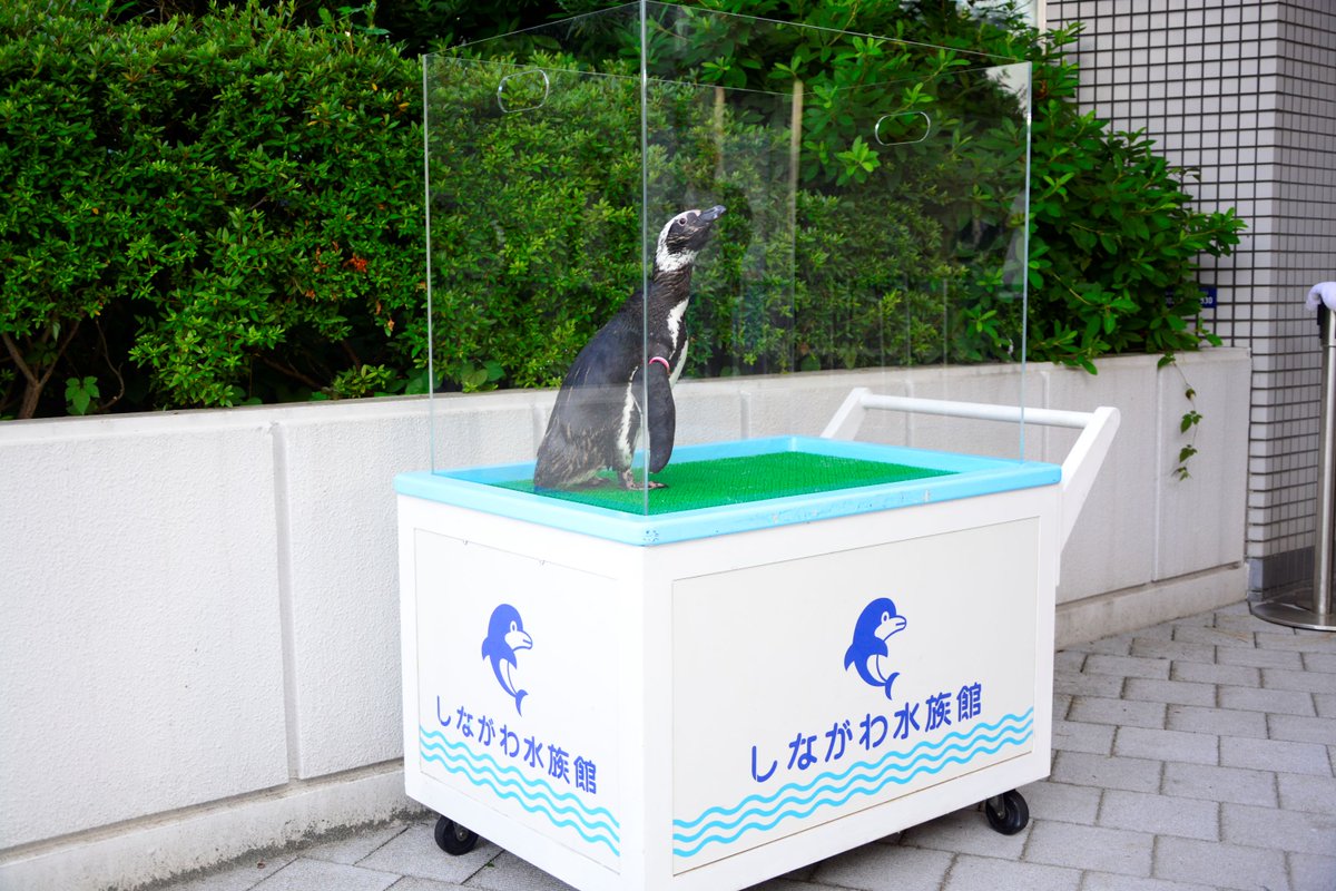 Shinagawa_Aqua's tweet image. \水族館を貸切/
しながわ水族館は閉館後18:00-20:00の時間で貸切利用が可能です✨
パーティー利用も承っておりますので、多様なニーズに対応が可能です🐧
詳しくはこちら⇒aquarium.gr.jp/guide/partyplan