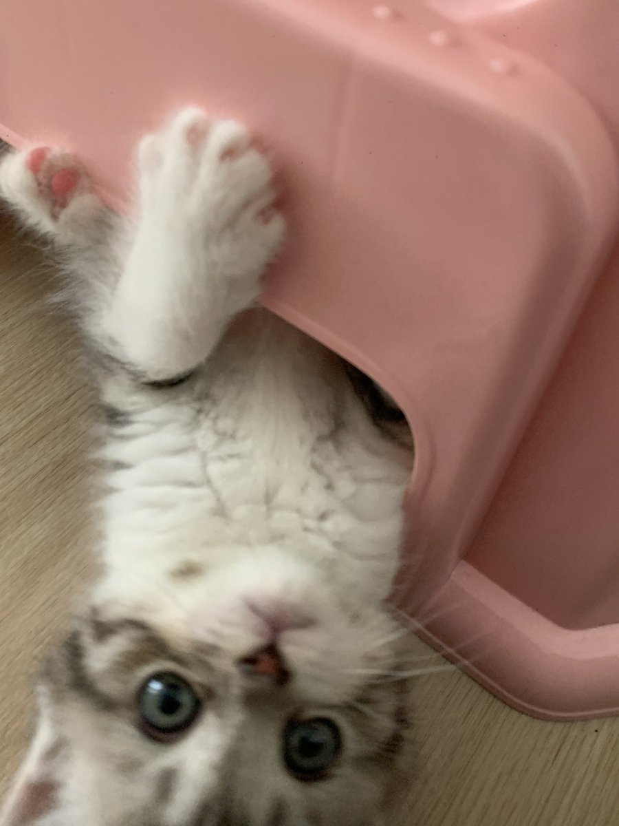 alinda (@alindxari) on Twitter photo 